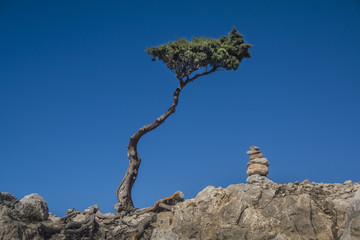 Samotne drzewo na szczycie góry