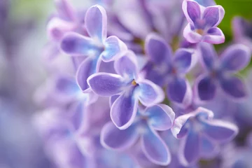 Fototapeten nice lilac © fox17