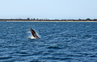 Fototapeta premium Humpback Whale (Megaptera novaeangliae)