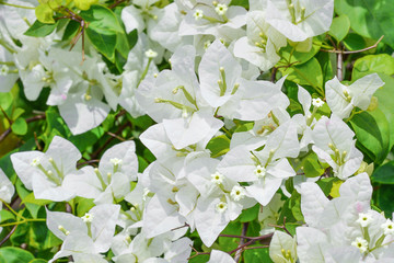 White Bougainvillea's flowers