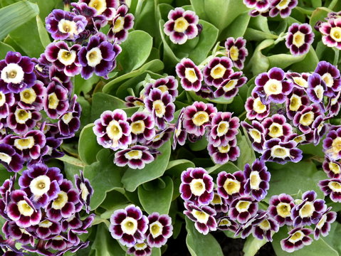 Garden auricula Primula pubescens growing in a garden