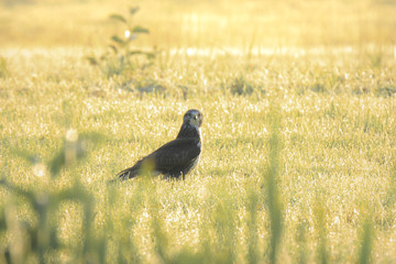 Buzzard Buteo buteo catch a prey during a foggy sunset