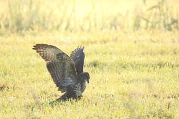 Buzzard Buteo buteo catch a prey during a foggy sunset