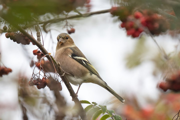 Common chaffinch Fringilla coelebs bird eating berries