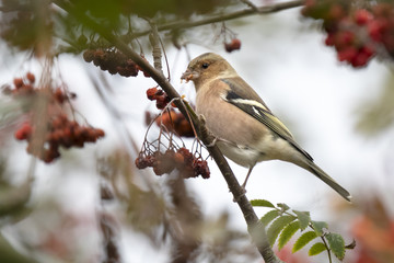 Common chaffinch Fringilla coelebs bird eating berries