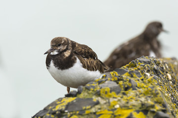 Closeup of a Rubby turnstone Arenaria interpres wading bird foraging between rocks at the sea coast