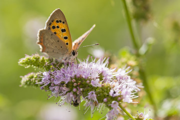 Small or common copper butterfly lycaena phlaeas closeup
