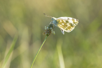 Eastern Bath white, Pontia edusa, butterfly