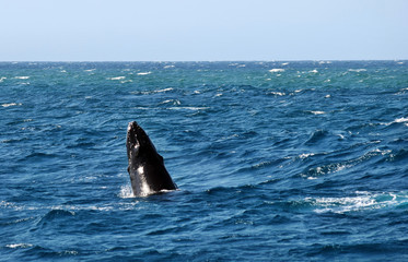 Naklejka premium Humpback Whale (Megaptera novaeangliae)