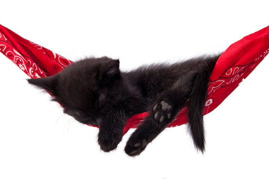 Little black kitten sleeps on a red hammock. Small cat sleeps sweetly as a small bed. Sleeping cat on a white background. Cats rest after eating.