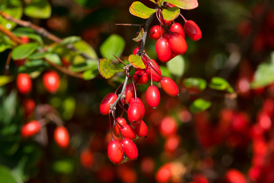 Berberitze im Herbst