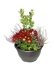 Plantes d'automne en pot