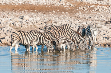 Fototapeta na wymiar Burchells Zebras (Equus quagga burchellii) drinking water