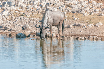 Fototapeta premium Blue wildebeest drinking water at a waterhole