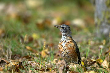 Juvenile American Robin in autumn