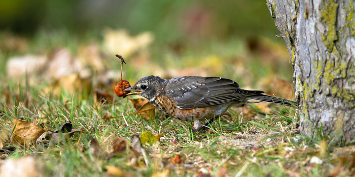 Juvenile American Robin eats a wild crabapple in autumn