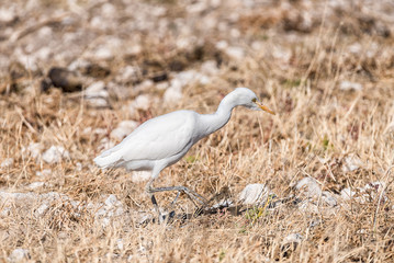 Cattle egret, Bubulcus ibis, walking in grass