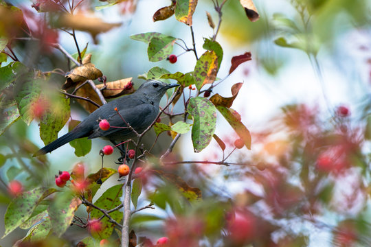 Gray Catbird amid autumn leaves and red berries in Wisconsin
