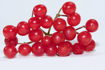 Red berry