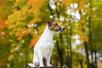 Jack Russell on a beautiful autumn background