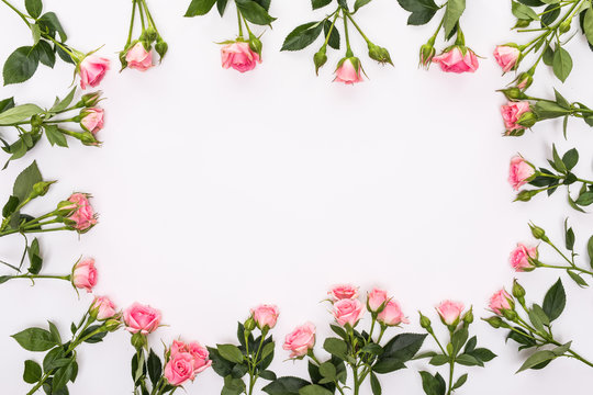 Round frame with pink flower roses buds, branches and leaves isolated on white background. lay flat, top view
