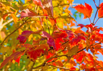 Autumn leaf colors in a garden in sunlight at fall