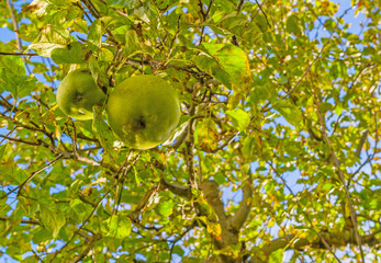 Fruit tree in a garden in sunlight at fall
