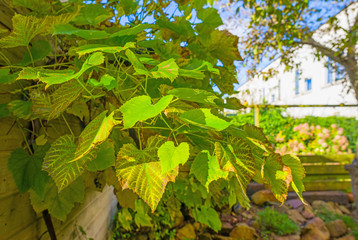 Vine leaves in autumn colors in a garden at fall