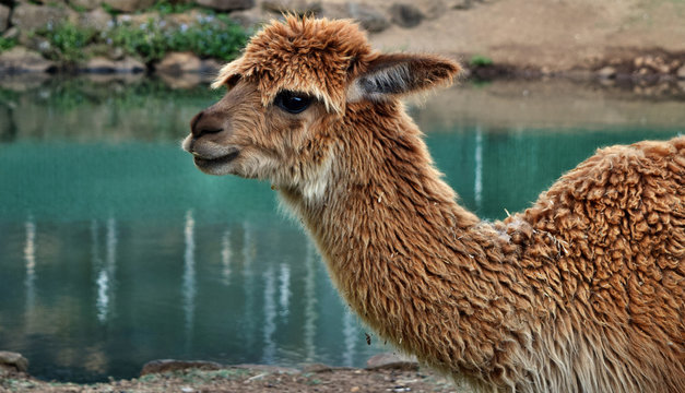 A beautiful and funny brown lama smile