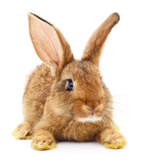 Obraz premium Brown rabbit on white.