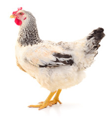 White hen isolated.