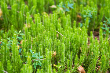 Mushrooms, lichen and moss in northern tundra
