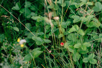 red strawberry in green grass