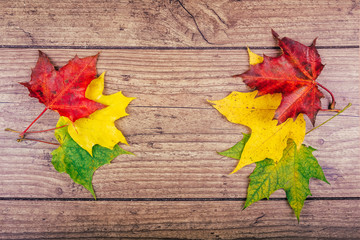 Naklejka na ściany i meble Autumn background with colorful fall maple leaves on rustic wooden table. Thanksgiving holidays concept. Green, yellow and red autumn leaves. Top view.
