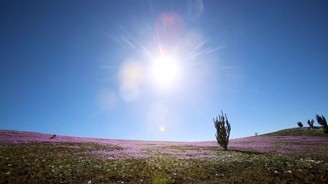 Sol en Desierto Florido