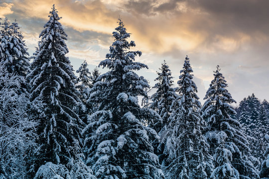 snowy spruce forest under evening sky. gorgeous nature background