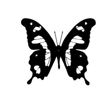 Vector drawing of an African butterfly Emperor Swallowtail (Papilio hesperus) on a white background