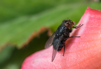 insect fly macro on flower leaf