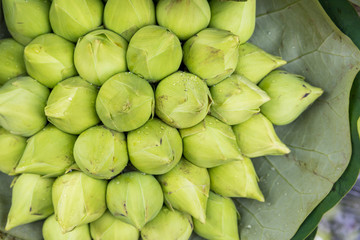 Bundle of beautiful white lotus flowers for worship buddha from flower shop in fresh market