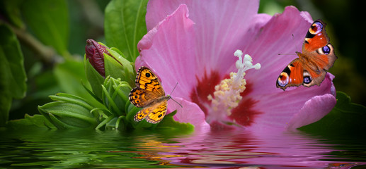 Banner mit Schmetterlingen und Hibiskusblüte