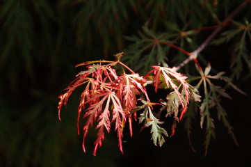 Ahorn mit roter Färbung im Herbst