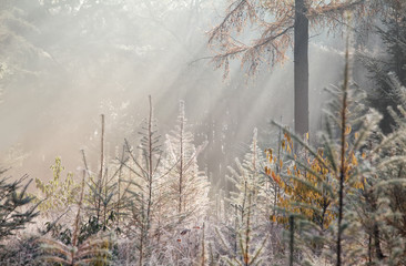 Fototapeta na wymiar sunbeams in foggy autumn forest