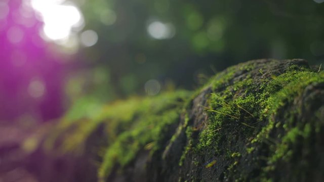 Fresh Green moss covered the stones in the forrest.