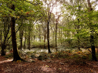 Autumn tinges in English Woodland