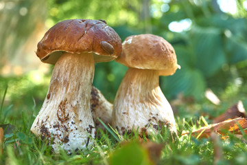 Two brown mushroom, Lurid Bolete, in the woods.