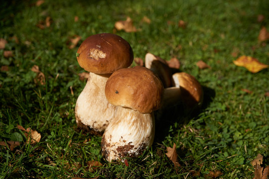 Two brown mushroom, Lurid Bolete, in the woods.