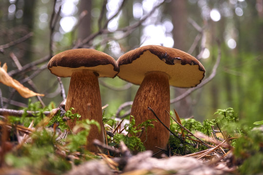 Two brown mushroom, Lurid Bolete, in the woods.