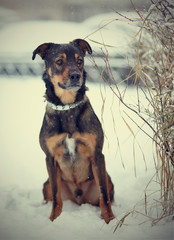 Purebred dog sits on snow.