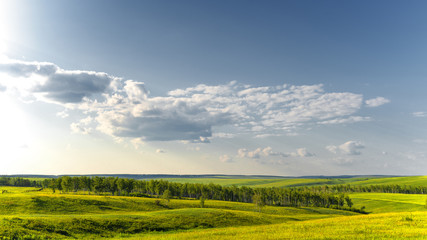 Summer sunny landscape.