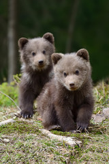 Fototapeta premium Brown bear cub